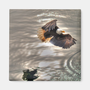 American Bald Eagle Flying Over Ocean Magnet
