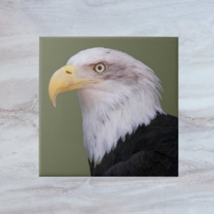 American Bald Eagle Head Tile