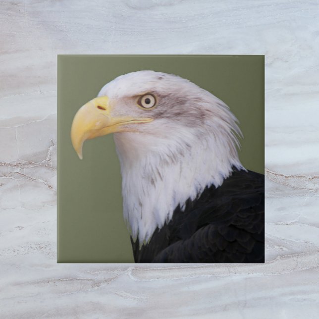 American Bald Eagle Head Tile (In Situ)