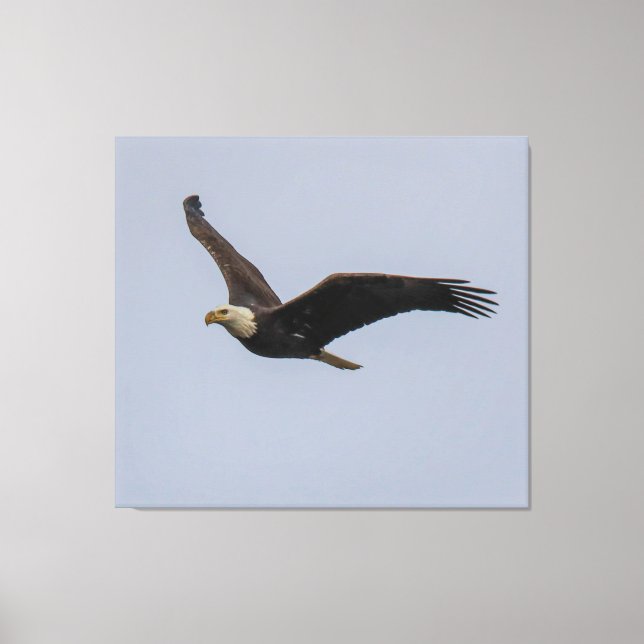 American Bald Eagle In Flight Canvas Print (Front)