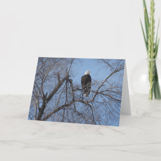 American Bald Eagle in Tree Card - Blank Inside