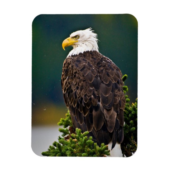 American Bald Eagle Perched Magnet (Vertical)