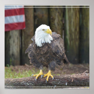 American Bald Eagle Perched on a Log Poster
