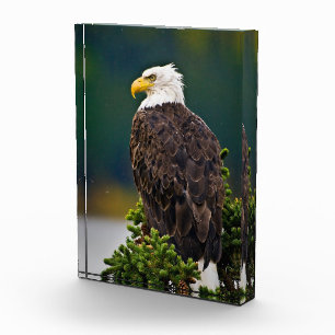 American Bald Eagle Perched Photo Block