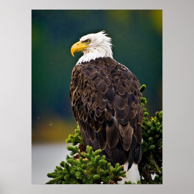American Bald Eagle Perched Poster (Front)