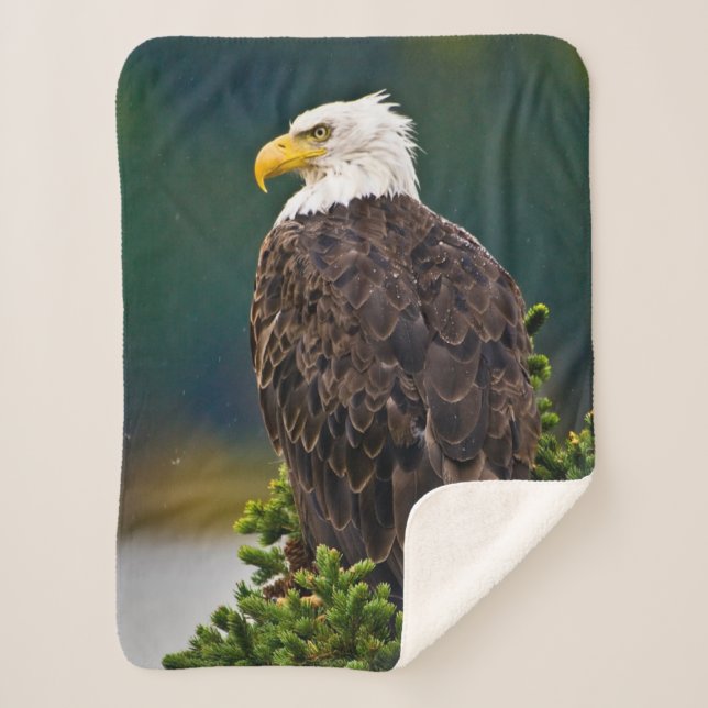 American Bald Eagle Perched Sherpa Blanket (Front)