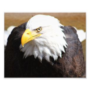 American Bald Eagle Photography Print