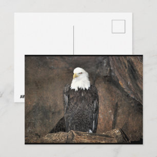 American Bald Eagle Portrait Postcard