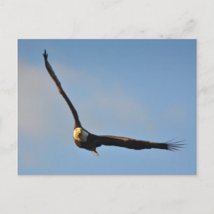 American Bald Eagle Postcard