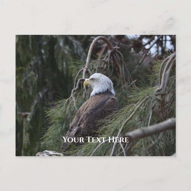 American Bald Eagle Postcard (Front)
