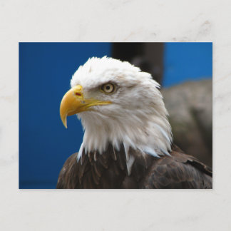 American Bald Eagle Postcard