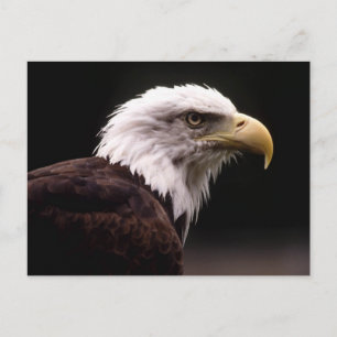American Bald Eagle Postcard