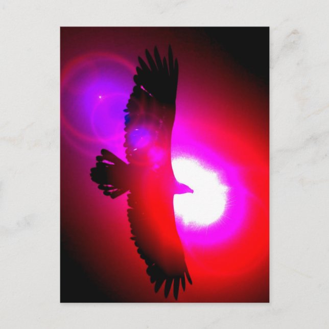 American Bald Eagle Postcard (Front)