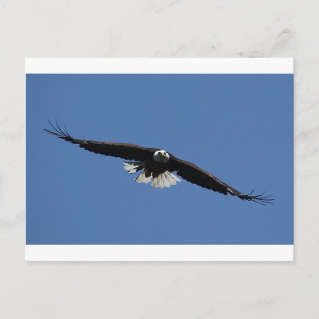 American Bald Eagle Postcard (Front)