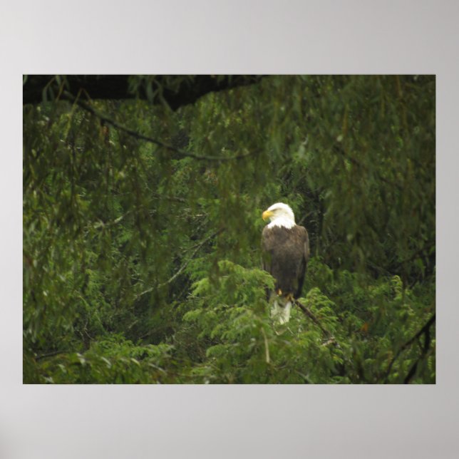 American Bald Eagle Poster (Front)