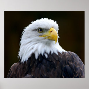 American Bald Eagle Poster