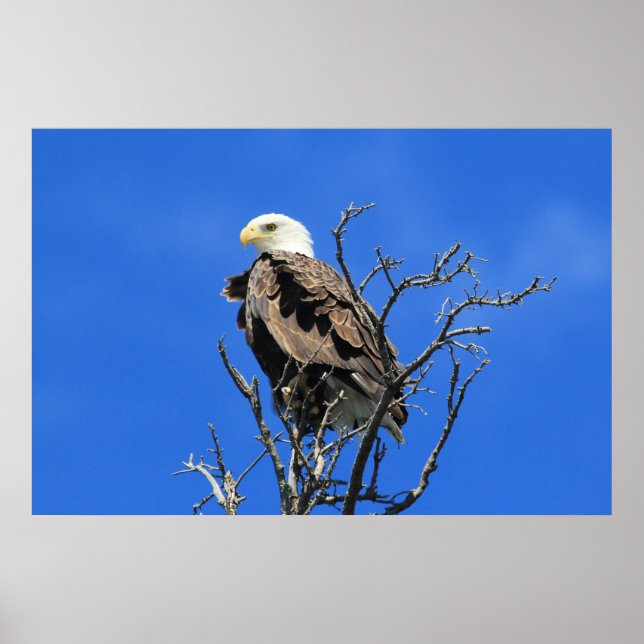 American Bald Eagle Poster (Front)