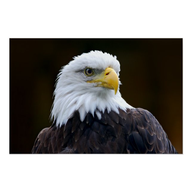 American Bald Eagle Poster (Front)
