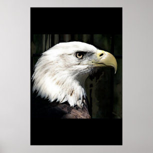 American Bald Eagle Poster Print Eagles Posters