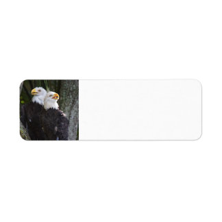 American Bald Eagle Return Address Labels