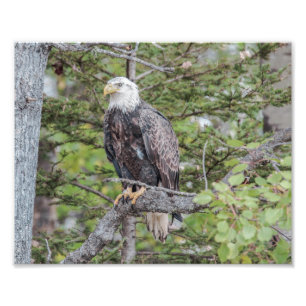 American Bald Eagle Sitting in a Tree Photo Print