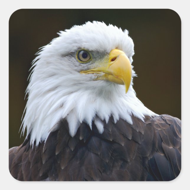 American Bald Eagle Square Sticker (Front)