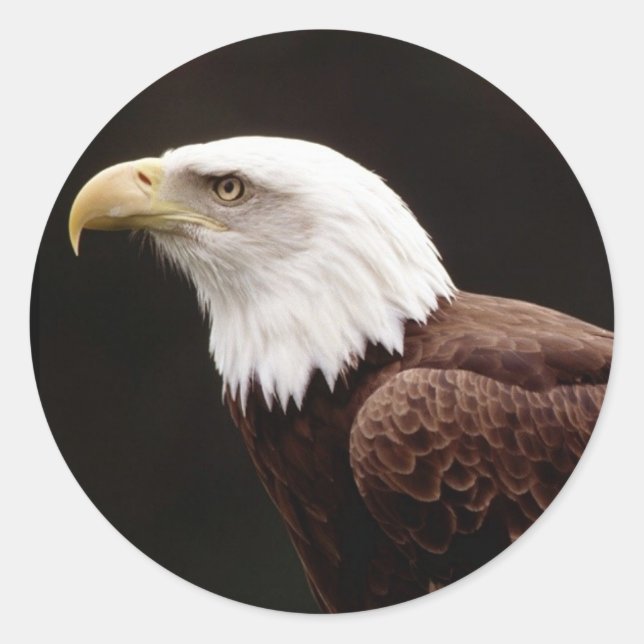American Bald Eagle Sticker (Front)