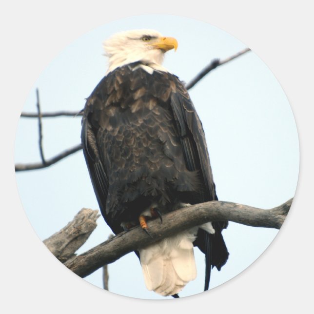 American Bald Eagle Sticker (Front)