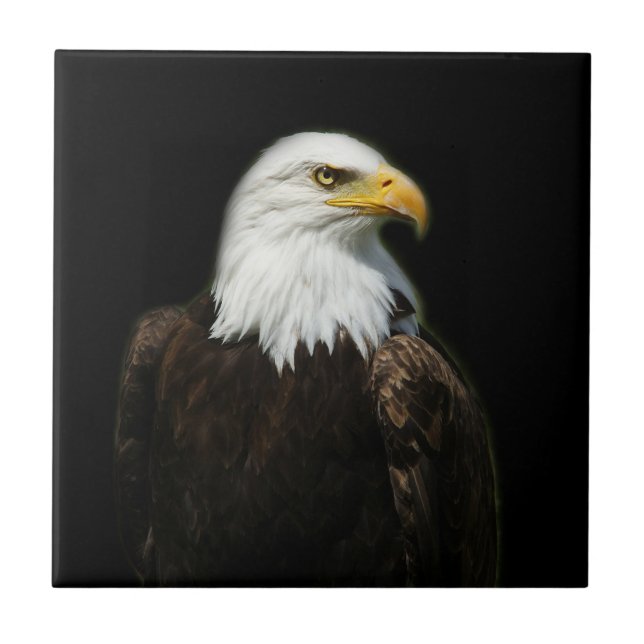 American Bald Headed Eagle Wildlife Bird Photo Tile (Front)