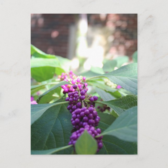 American Beautyberry # 3 Postcard (Front)
