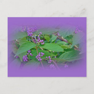 American Beautyberry (Callicarpa americana) Postcard