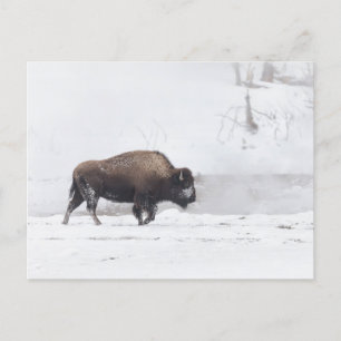 American Bison at a Steaming Pond Postcard