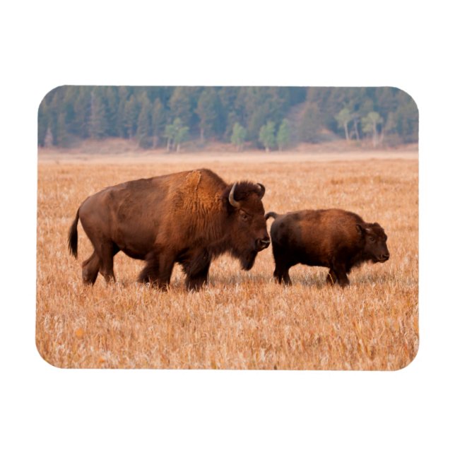 American Bison (Bison Bison) Cow And Calf Magnet (Horizontal)