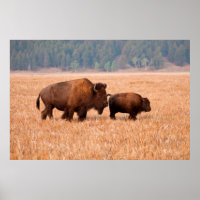 American Bison (Bison Bison) Cow And Calf