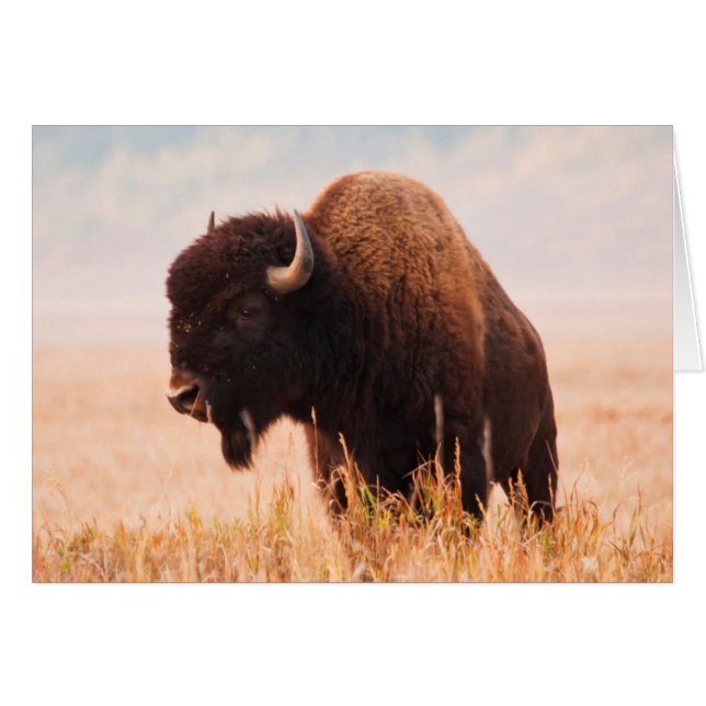 American Bison (Bison Bison) Herd In Teton 2 (Front Horizontal)
