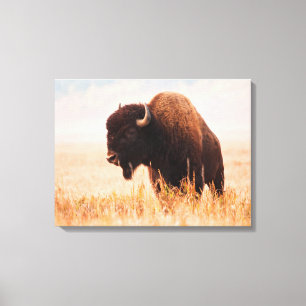 American Bison (Bison Bison) Herd In Teton 2 Canvas Print