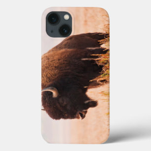 American Bison (Bison Bison) Herd In Teton 2 iPhone 13 Case