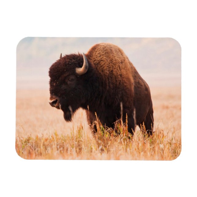 American Bison (Bison Bison) Herd In Teton 2 Magnet (Horizontal)