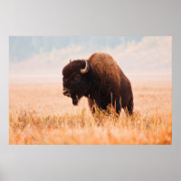 American Bison (Bison Bison) Herd In Teton 2