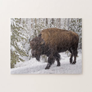 American Bison (Bison bison) Puzzle