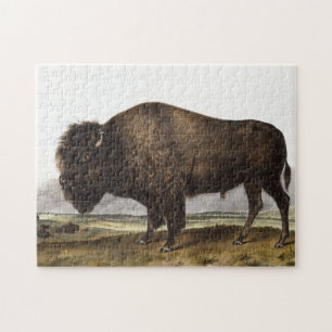 American Bison (Bos Americanus) Illustration Jigsaw Puzzle