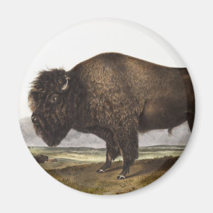American Bison (Bos Americanus) Illustration Magnet