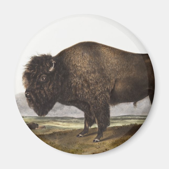 American Bison (Bos Americanus) Illustration Magnet (Front)
