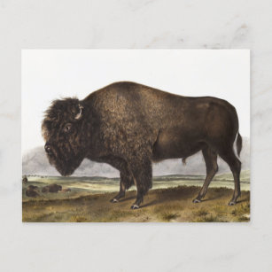 American Bison (Bos Americanus) Illustration Postcard