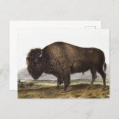American Bison (Bos Americanus) Illustration Postcard (Front/Back)