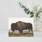American Bison (Bos Americanus) Illustration Postcard (Standing Front)