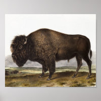 American Bison (Bos Americanus) Illustration