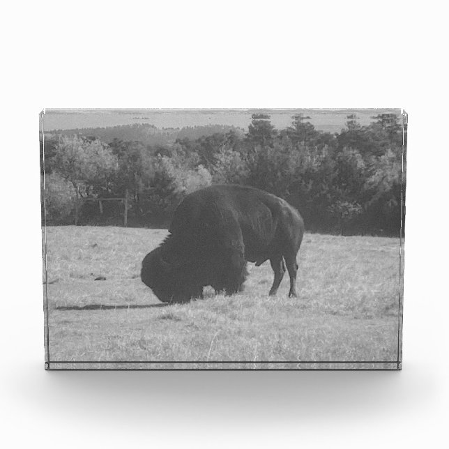 American Bison (Buffalo) Photo Block (Front)