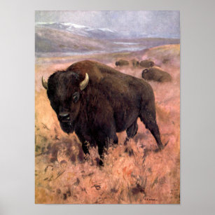 American Bison by CE Swan, Vintage Buffalo Animals Poster