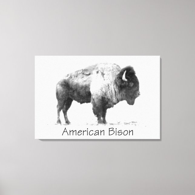 American Bison Canvas Print (Front)